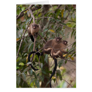 Familie von Marmosetten-Affen