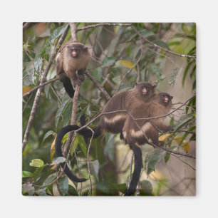 Familie von Marmosetten-Affen Magnet