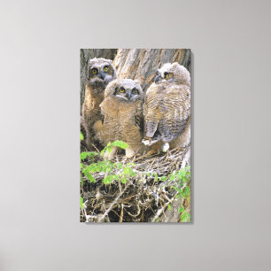 Familie von Virginia-Uhus (Bubo virginianus) Leinwanddruck