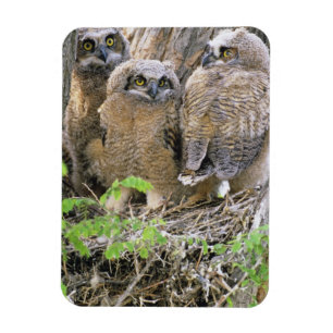 Familie von Virginia-Uhus (Bubo virginianus) Magnet