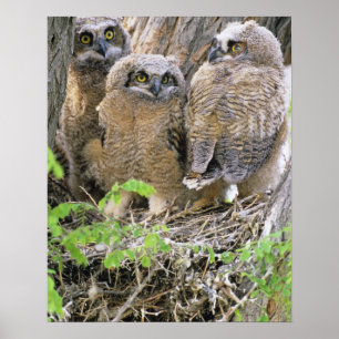 Familie von Virginia-Uhus (Bubo virginianus) Poster