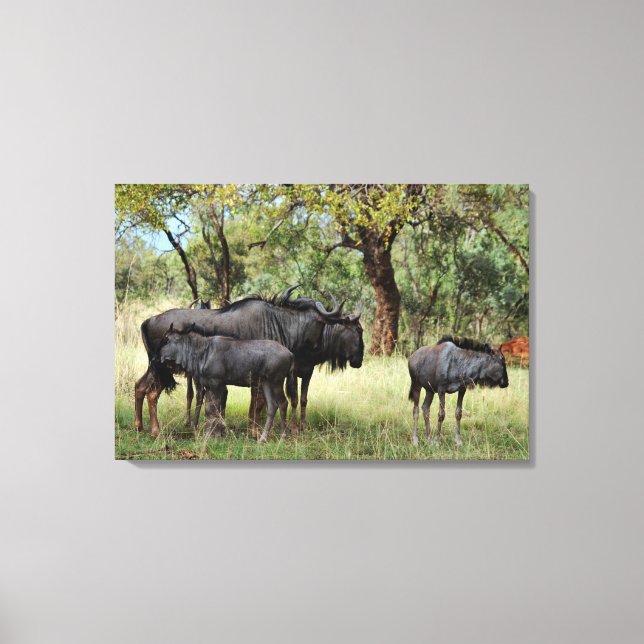 Familie Wildebeest in Südafrika Leinwanddruck (Vorderseite)