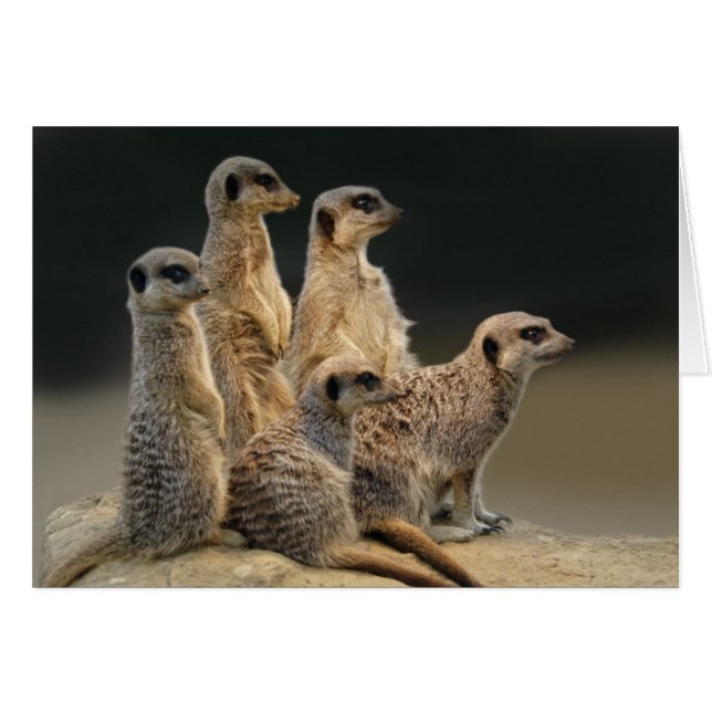 Familien-Porträt-Karte (Vorderseite (Horizontal))