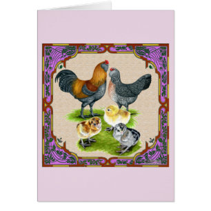 Famille Ameraucana encadrée