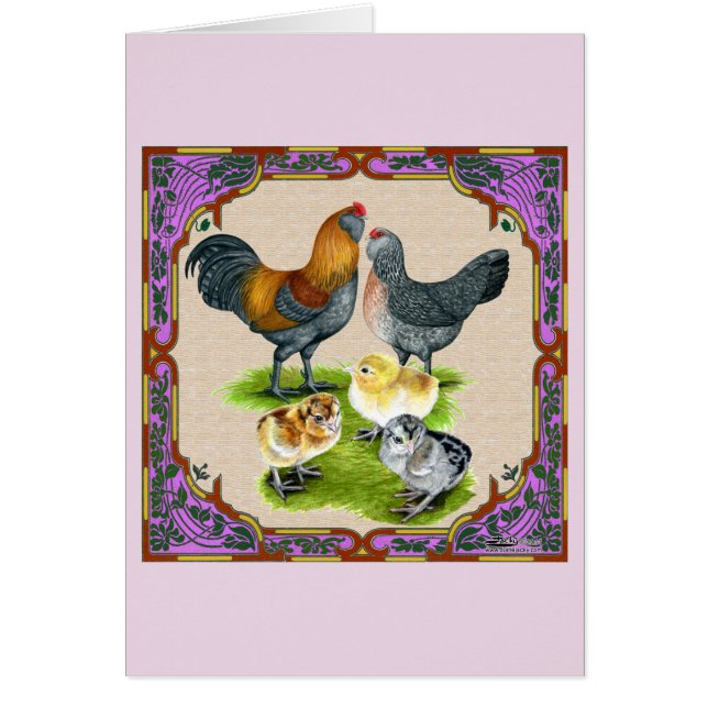Famille Ameraucana encadrée (Devant)