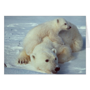 Famille blanche d'ours blanc