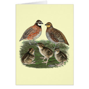 Famille Bobwhite Quail