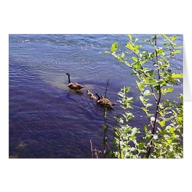 Famille canadienne d'oies (Devant horizontal)