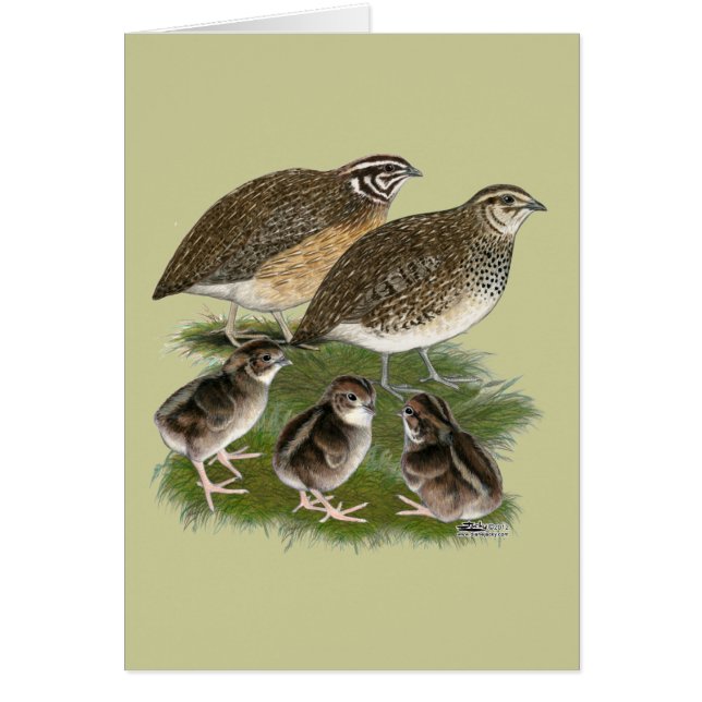 Famille Coturnix Quail (Devant)