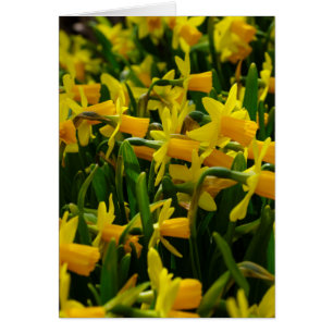 Famille Daffodil