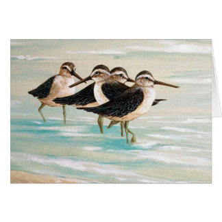 Famille de bécasseau