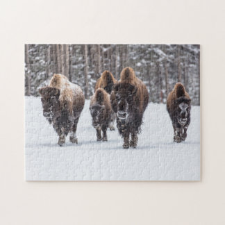 Famille de bisons dans le puzzle de neige