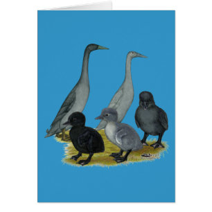 Famille de canards coureurs bleus