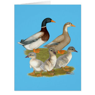 Famille de canards de Saxe