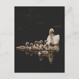 Famille de cygne, carte postale