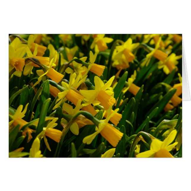 Famille De Daffodils (Devant Horizontal)