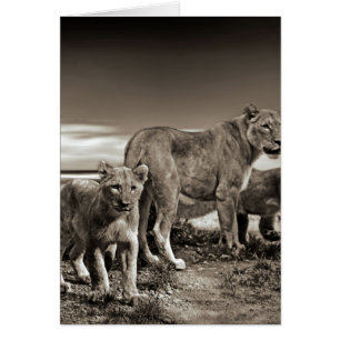 Famille de lion