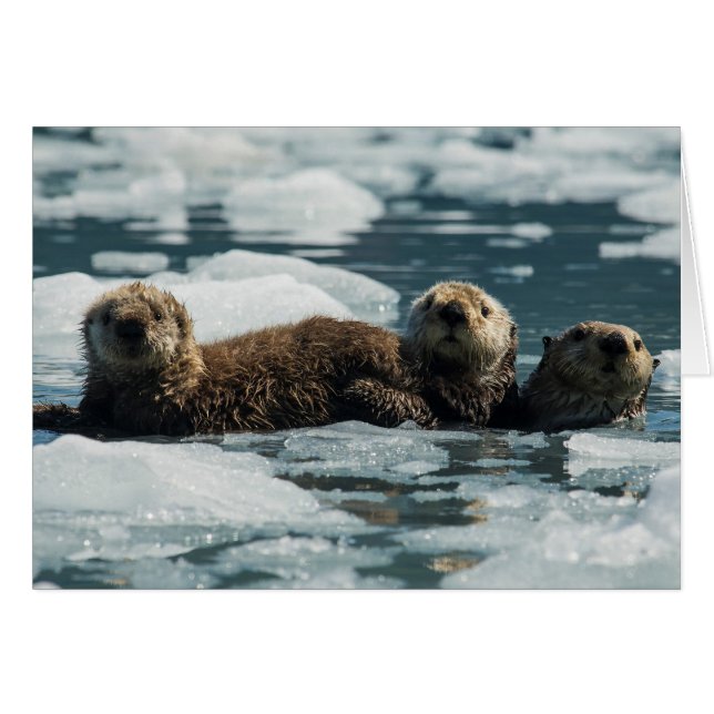 Famille de loutres de mer (Devant Horizontal)
