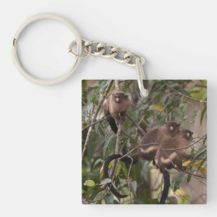 Famille de marmousets singes