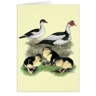 Famille de muscovy de canards noirs
