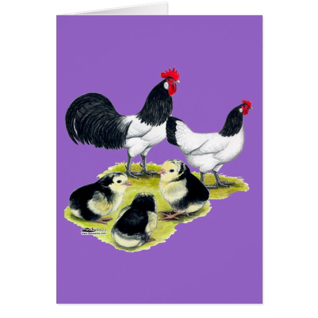 Famille de poulet Lakenvelder (Devant)