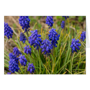 Famille de raisins Hyacinths