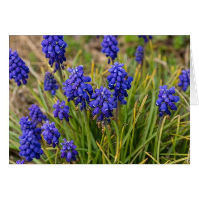 Famille de raisins Hyacinths (Devant Horizontal)