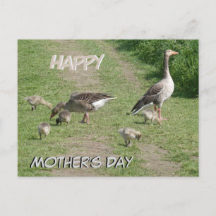 Famille des oies Bonne fête des mères Carte postal