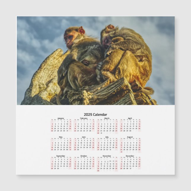 Famille des singes Carte magnétique calendrier 202 (Devant)