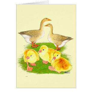 Famille d'oie buff