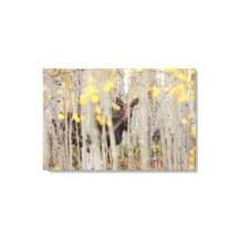 Famille d'orignaux dans la toile d'Aspens