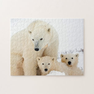 Famille d'ours polaires, puzzle