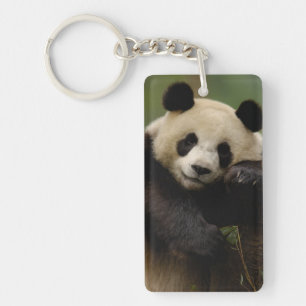 Famille du panda géant (Ailuropoda melanoleuca)