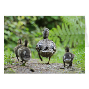 Famille Duck
