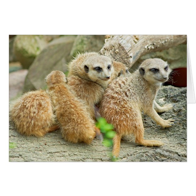Famille Meerkat - Carte (Devant horizontal)