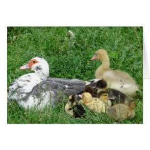 Famille Muscovy Plus Gosling