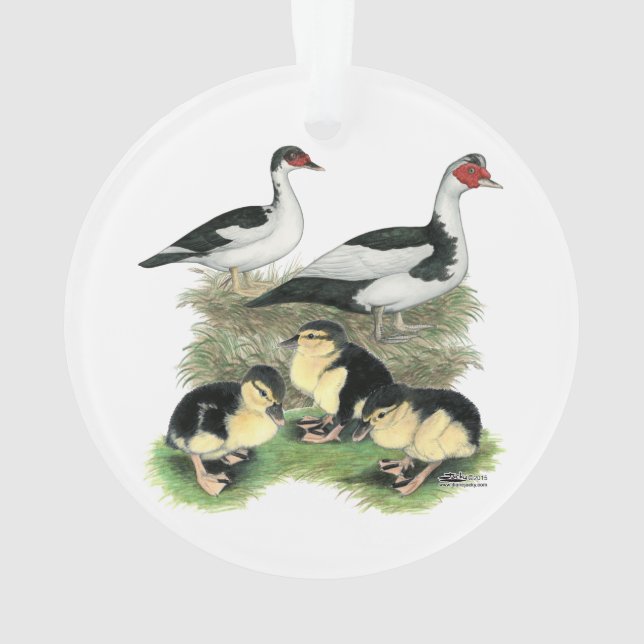 Famille pie noire de Muscovy de canards (dos)