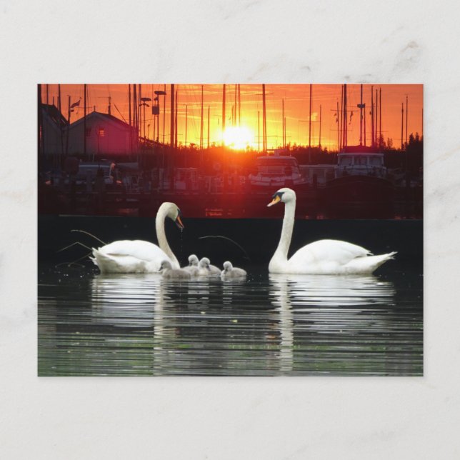 Famille Swan à Harbour Cust. Carte postale BG do-i (Devant)