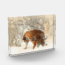 Famille Tiger En Hiver Paysage Bloc Photo