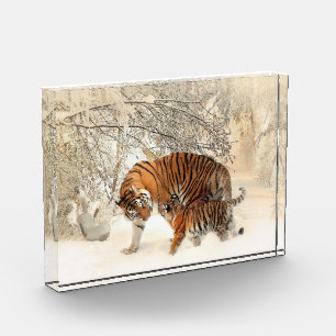 Famille Tiger En Hiver Paysage Bloc Photo