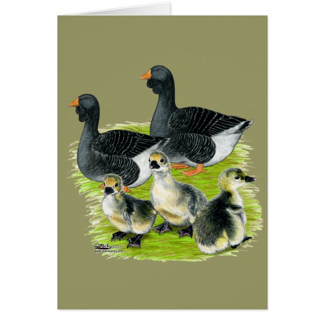 Famille Toulouse Goose (Devant)