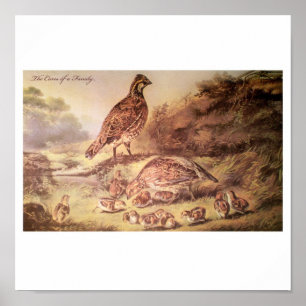 Family of Quail Poster