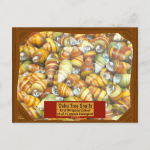 Famous Oahu Tree Snails are Going Fast Less Postkarte