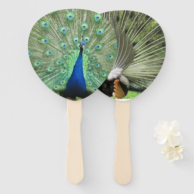 Fan - Pfau Fächer (Vorne und Hinten)