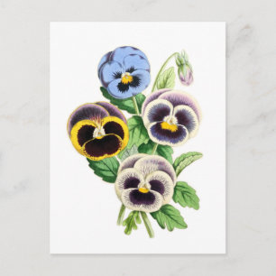 Fancy Pansies Vintage-Illustration Postkarte