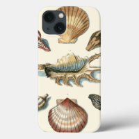Fancy Shell Beach