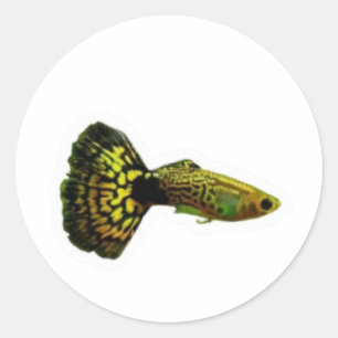 Fancy Yellow Cobra Guppy Fisch Aufkleber, Exotisch Runder Aufkleber