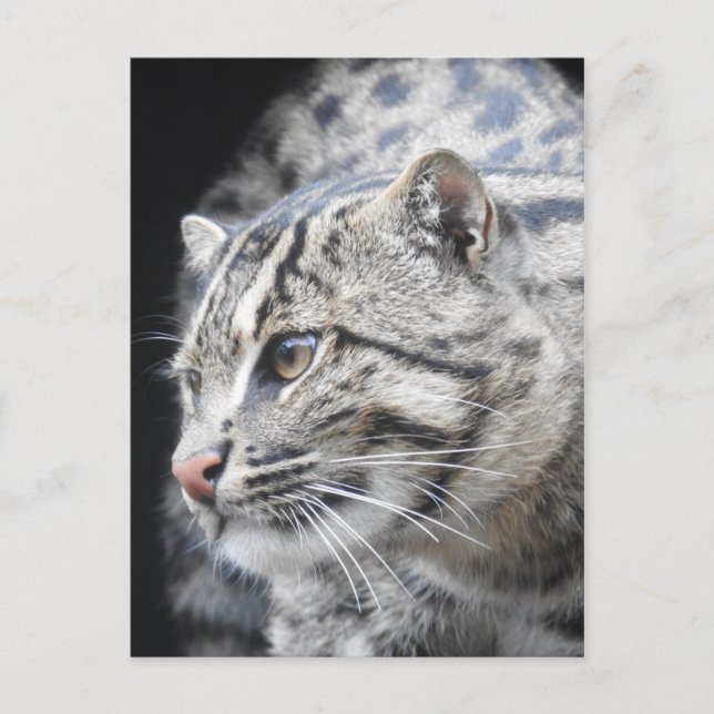 Fangkatze Postkarte (Vorderseite)