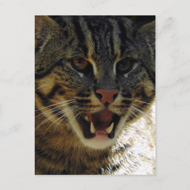 Fangkatze Postkarte (Vorderseite)