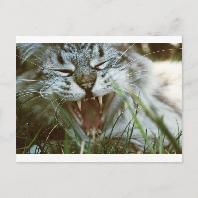 Fangs Postkarte (Vorderseite)